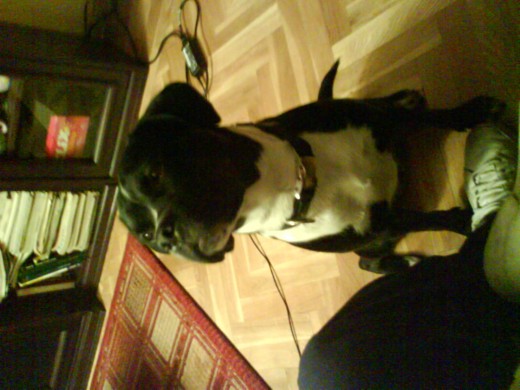 el poder de la galleta hace que los perros posen como profesionales